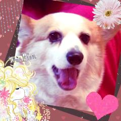 犬派？猫派？