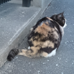 まるちゃんヽ(*´▽)ノ♪