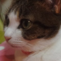 ちほぴぃ