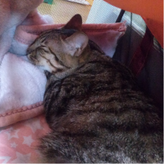 ニャンニャンのトーク