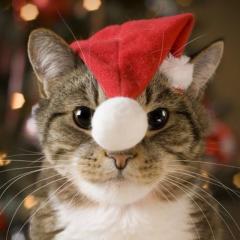 (´･Д･)」のトーク