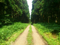 yarsu