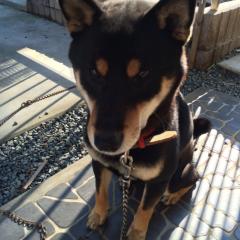 ねむくないーのトーク