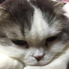 にっしい