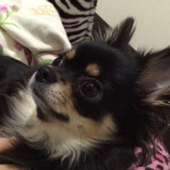 まーとほむらのトーク