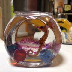 新年1発目！！  オカズ募集！