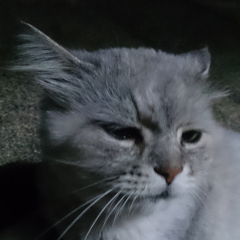 キャンベル