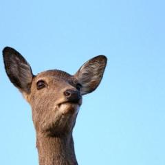 シャイニング歯科