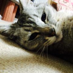 もんにゃのトーク