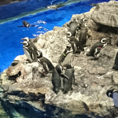 Gu＃2015巨人日本一奪回！