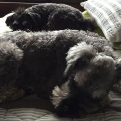 ひまやし、しりとりする？