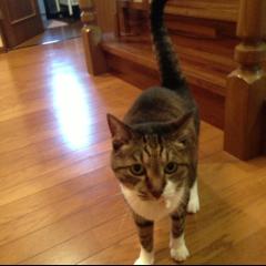 都内の猫好きな人お話しましょう！