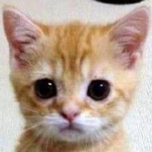 すてねこ