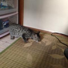 私達の、ネコです。