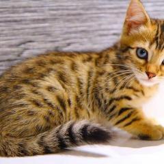 ネコ好き₍˄·͈༝·͈˄₎◞ ̑̑ෆ⃛