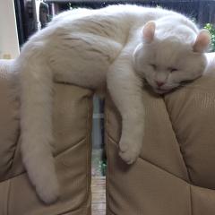 しょうしょうのトーク