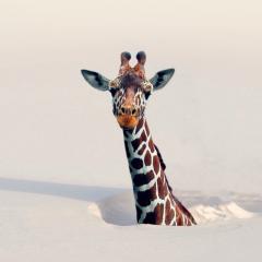 ちぇすとぉぉぉぉのトーク