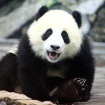 ぱんだ@すぃーつるーむ部