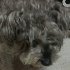 ゆめなママ