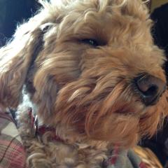 かーるのトーク