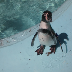 可愛い動物など大好きな人 集合٩(๑>∀<๑)و♡