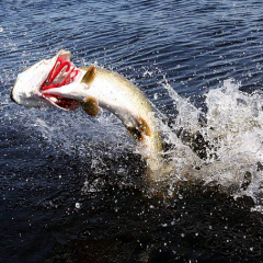 ソルトルアー好きな人 集まろう！