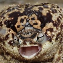 爬虫類飼ってるひと