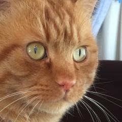 ポッキーホルン