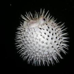 ハヤト