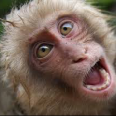 ばしりんご。のトーク