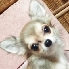 せりちゃんのトーク