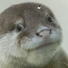 カワウソのトーク