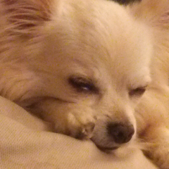 悪神💀野菜汁✡@ご要望ならばなりきるぞのトーク