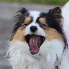ありのままでジャニヲタ活躍しなきゃダメよーダメダメ!