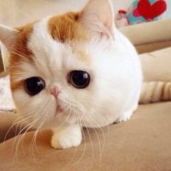 くにこ