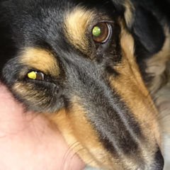 ハッスルハッスル