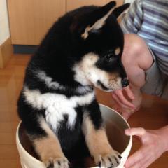 しおり@ダイエット頑張る（｀・ω・´）