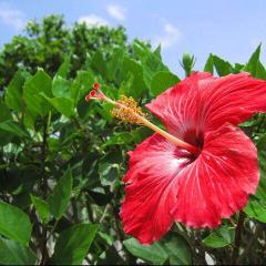 うちなぁ〜んちゅっ！