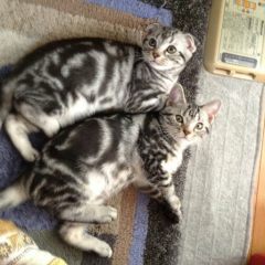 猫好き&猫飼ってる人～★