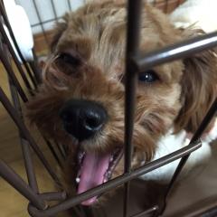 まろ。のトーク