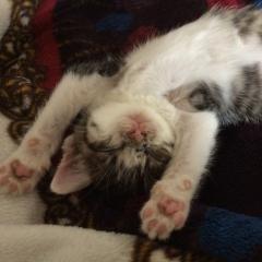 肉球について語ろう！