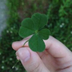 よぐるてぃのトーク