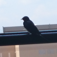 ピンクパンサーのトーク