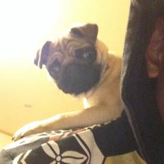 パグのラム。ラムはパグ。