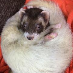 ベローシファカ