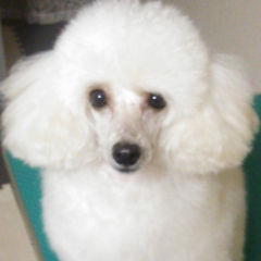 初心者モンスト！！メンバー募集！