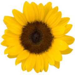 ぴんくつ！のトーク