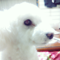 このみ@煎じくん推し( ˇωˇ )