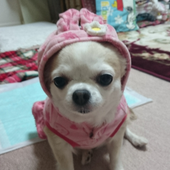 マカロンのトーク    気軽に来てね🎵(・ω・)ノ