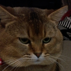 出雲大社行ったひと、ご縁がありましたか。